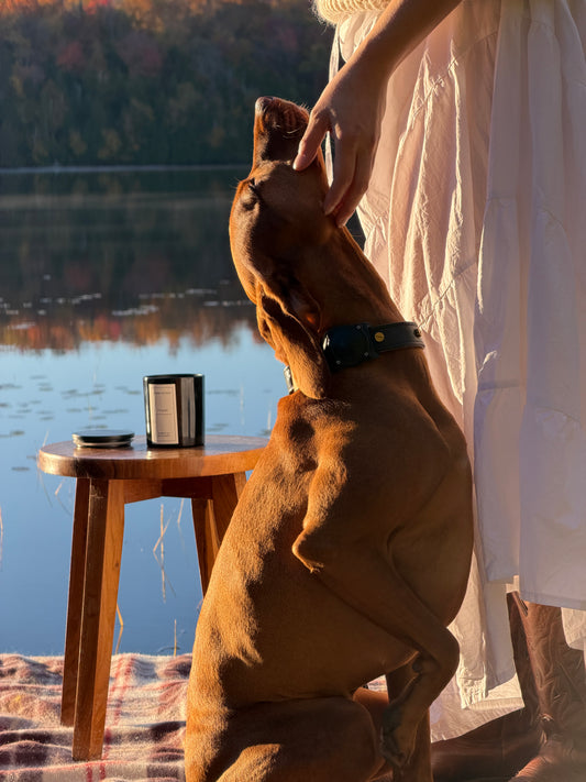 Hound